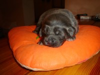 /album/ason/ason-je-nejvetsi-ma-1800g-jpg/